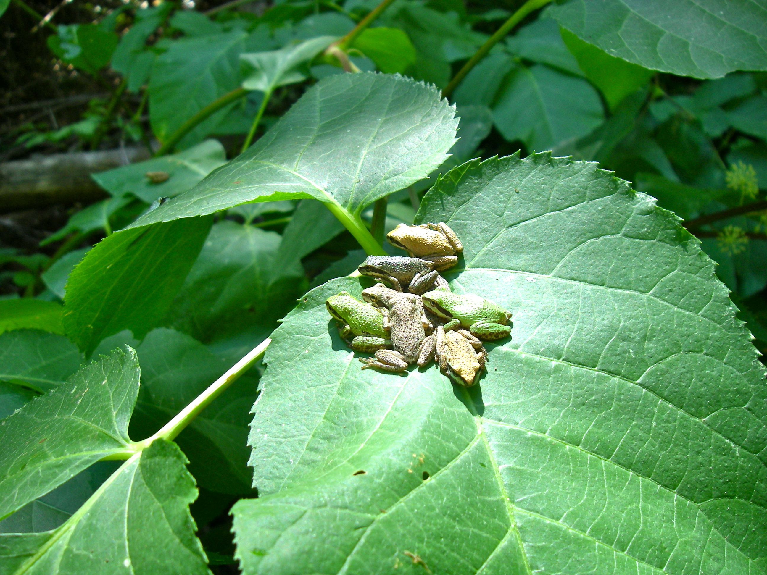 Pseudacris regilla - R. Peek